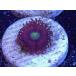 US Zoa GB Cat Eye