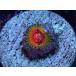 US Zoa Bowtie Blaster