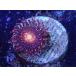 US Zoa Starry Night