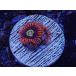 US Zoa GB Rainbow Honet