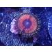 US Zoa Golden Basket Reef Sundance