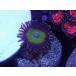 US Zoa Spectrum Infusion