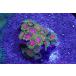 US Zoa Awesome blossom