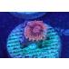 US Zoa Elcorazon