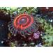 US Zoa GB Batman