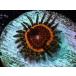US Zoa DeathStar