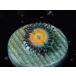 US Zoa Angle Dust