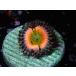 US Zoa Rainbow Infusion