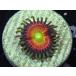 US Zoa Toscana