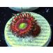 US Zoa Hyper Phenix