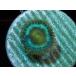 US Zoa Ice Age