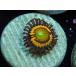 US Zoa Citrus Cooler