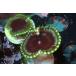US Zoa Sunzoathid Green