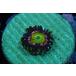US Zoa Vivid Rainbow