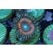 US Zoa Atomic Sunset