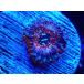 US Zoa Sedaction