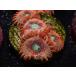 US Zoa CCH Rising Sun