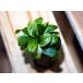  Anubias Varie ga-ta1 pot 
