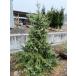 �������s�@�@�I�����J�g�E�q�@�u���[���Y�@Pcea omorika 'Bruns'�@������2.5���@����1.5��