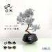SAIKO BONSAI бонсай .. нет интерьер искусство бонсай saiko бонсай размер MEDIUM. бонсай dry бонсай .. бонсай консервированный бонсай /. покупка 