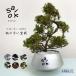 SAIKO BONSAI бонсай .. нет интерьер искусство бонсай saiko бонсай размер LARGE. бонсай dry бонсай .. бонсай консервированный бонсай /. покупка 
