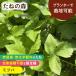 ta.. лес Mitsuba овощи вид нет пестициды нет химия удобрение фиксация вид собственный . вид 