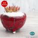 ���픫 �A�ؔ� �~�j�|�b�g �ꌊ���� BUNGA POT �}�O�}�iS�j�� ���b�h ��10.5cm ������� ���킢�� �v�����^�[ ����q �L�c�� ���|�� �ϗt�A��
