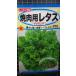 3 пакет и больше . купон скидка yakiniku для lettuce chima солнечный chi листься гибрида сельдерея и салата chima солнечный Terry f вид mail. бесплатная доставка 