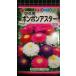 3 пакет и больше . купон скидка pompon астер срезанный цветок для вид mail. бесплатная доставка 