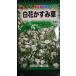 3 пакет и больше . купон скидка белый цветок гипсофила rental mi saw вид mail. бесплатная доставка 