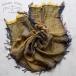 .. тканый хлопок шаль S roots shawl SMALL 44×118cm tamaki niime шар дерево новый самка мягкий мягкость. t71