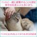 �ԍ� �ۊǉ\ �l�p 5�N �ۑ��� �y�b�g�Ɠ��� ��� �Ԓ��� �h���C�u ���s �~�l�����[�� 550mL 10�{ 500mL���瑝�� �yhzn�z �֘A�摜2