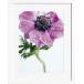 ȥѥͥ ȥݥ  ƥꥢ ݥ ڥȥ꡼ ɳݤ ȥե졼 륢 ѥͥ   Anemone rose
