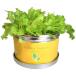  little сад Pro сад lettuce цветок, садоводство вид, семена культивирование комплект овощи лист предмет lettuce огород 