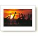 �y�o�׋敪C�z�t�H�g�|�X�^�[�@�L�����̓��A�{�c���i�@Giraffe Herd, Botswana