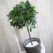 IKEA �C�P�A �l�H�ϗt�A�� ���� 45cm �x���W���~���|�b�g �j�O�C���e���A �t�F�C�N ������� �t�B�J�X�@���G�}�𒴂�����L���� �R�ہE�R�E�B���X