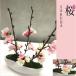  человеческий труд декоративное растение искусственный цветок организовать искусственная зелень Sakura. интерьер организовать весна. постановка [SAKURA] Sakura бонсай / японский стиль / мир современный фотокаталитический . превышающий дезодорация эффект антибактериальный *. вирус 
