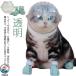  кошка для маска намордник foot с чехлом прозрачный домашнее животное маска космос headgear намордник "дышит" кошка ветеринарный воротник вентиляция кошка .. кусачки для ногтей инструмент для оказания помощи . починка простой 