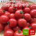トマト 1.5kg ミニトマト 長崎県産  父の日 プレゼント お中元 メッセージカード対応