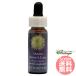 k.-n абрикос гонки FES цветок essence Quint essence 