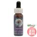 sagaroFES цветок essence Quint essence 