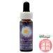  Alpine астер FES цветок essence плита o яркий 