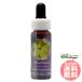  зеленый Nico si дыра FES цветок essence плита o яркий 