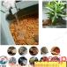 �T�̐��� �[�W �J�� ����P�[�X �傫�� �{�b�N�X �J���� ����~�� �x�e�v���b�g�t�H�[�� �E�o�h�~ ঒��� �����ޗp �T�̊y�� ��e�� �����^�ѕ֗� �֘A�摜5