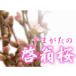 Yamagata производство .. Sakura 70~80cm(8шт.@ передний и задний (до и после) ). семья направление размер 