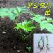 . height island production a under ba seedling 3ps.@ including carriage set Akira day leaf . did . kitchen garden 