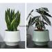 �A�ؔ� �t�����[�|�b�g �ꌊ���� 12cm 16cm 22cm �������� ���퐻 �k���o���R�j�[ �ϗt�A�� ������� �~�� ���� �v�����^�[ �T�{�e���|�b�g ���^ �Z���~�b�N