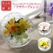 �v���U�[�u�h�t�����[ ������ �{�g���t�����[ �� �v���[���g �M�t�g �o�� �����j�� �ʐ^ �a���� ���j�� �L�O�i ���e
