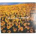 CDBOLERO/Mr.Children