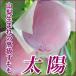  Yamanashi prefecture . river production plum [ high class sumomo sun ] approximately 1.5kg×2 box total 3kg 9~12 piece insertion ×2(18~24 piece insertion ).. for home use Bon Festival gift 